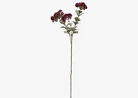 Astrid Sedum Branch Bordeaux