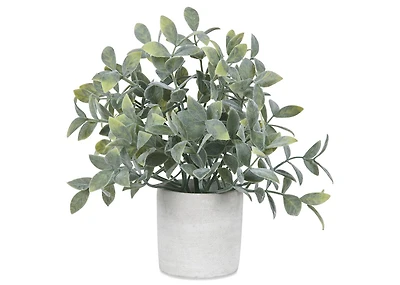 Perry Sage Plant Potted
