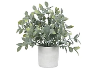 Perry Sage Plant Potted