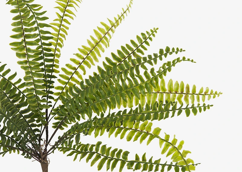 Jylan Long Fern Bunch