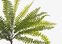 Jylan Long Fern Bunch