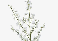 Liza Dancing Orchid Branch