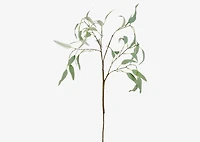 Eucalyptus Caesia Branch