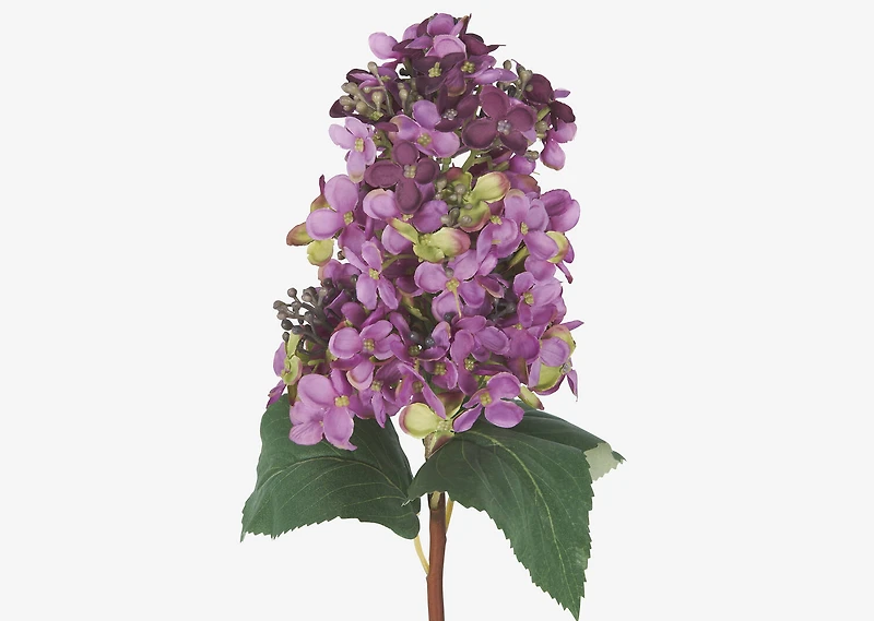 Beth Cone Hydrangea Stem Purple