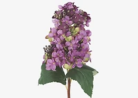 Beth Cone Hydrangea Stem Purple