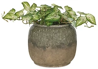 Farlay Planter Clover