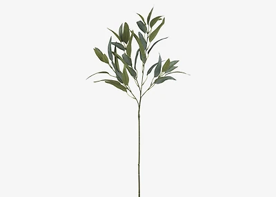Letty Salix Willow Branch