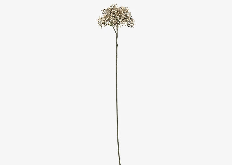Beare Elderberry Stem Natural