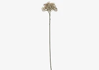 Beare Elderberry Stem Natural