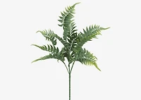 Australia Fern Branch