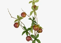 Kori Plum Branch Brown