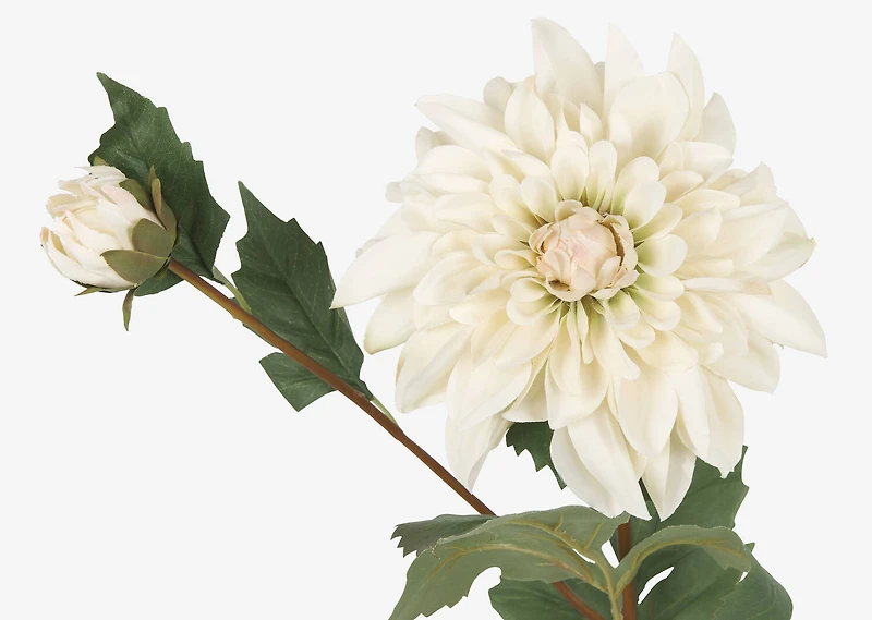 Meg Dahlia Branch Ivory