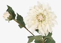 Meg Dahlia Branch Ivory