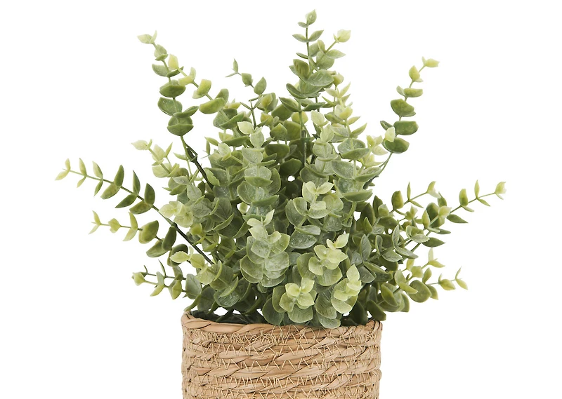 Suri Eucalyptus Plant Potted
