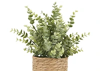 Suri Eucalyptus Plant Potted