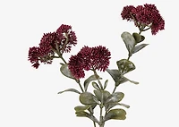 Astrid Sedum Branch Bordeaux