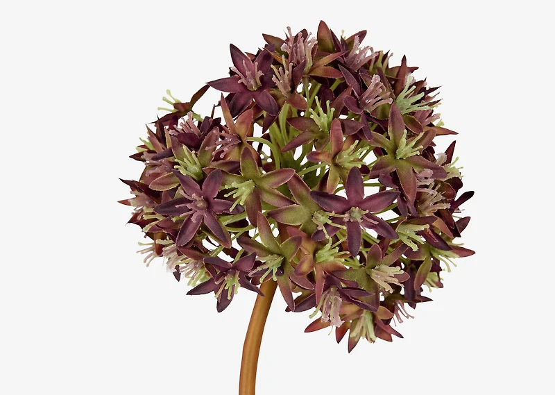 Ruth Allium Stem Brown