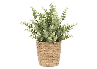 Suri Eucalyptus Plant Potted