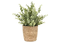 Suri Eucalyptus Plant Potted