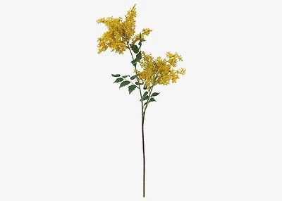 Miki Stonecrop Stem Yellow