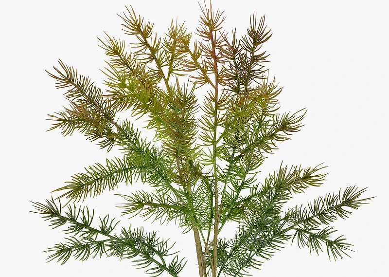 Arnot Pine Bunch Green