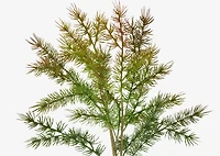 Arnot Pine Bunch Green