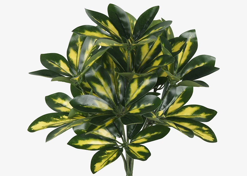 Jolie Schefflera Bunch