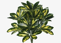 Jolie Schefflera Bunch