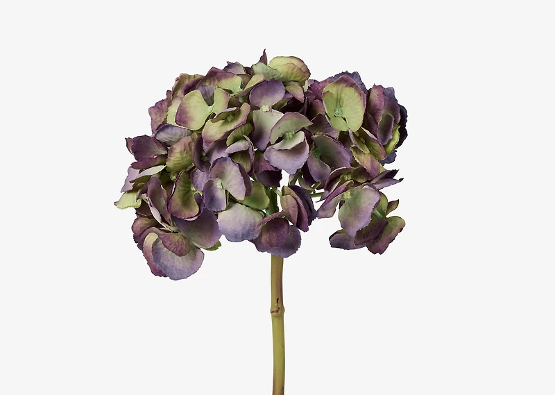 Gretel Hydrangea Stem Purple
