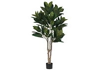 Troye Rubber Tree Potted