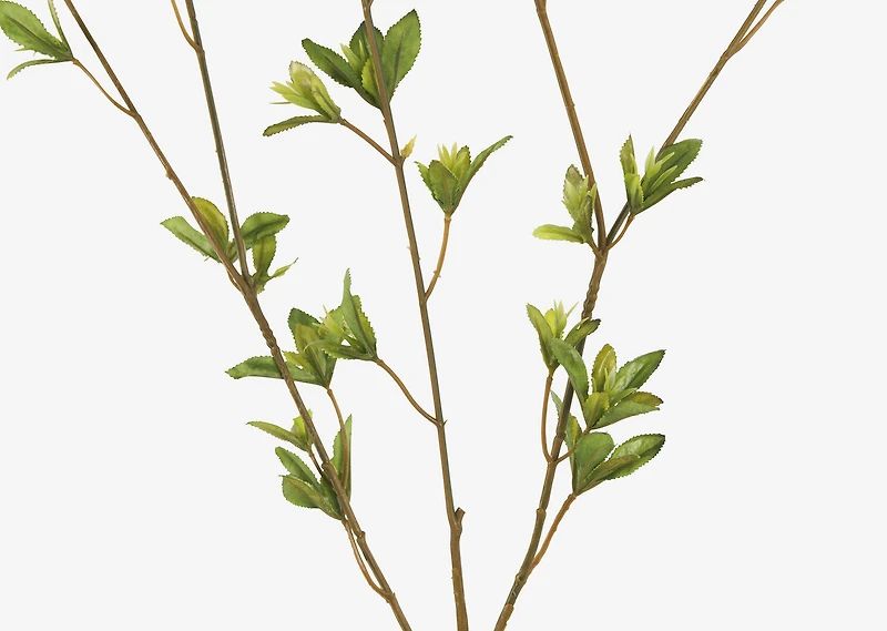 Creek Spring Leaf Branch