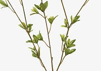 Creek Spring Leaf Branch
