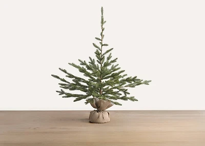 Fernie Tree Potted Large