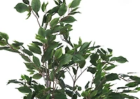 Claude Ficus Tree Potted