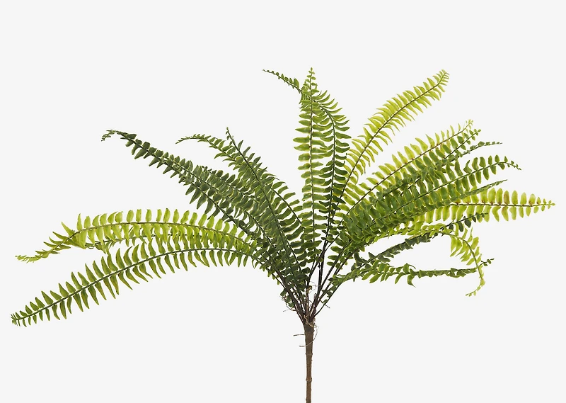 Jylan Long Fern Bunch