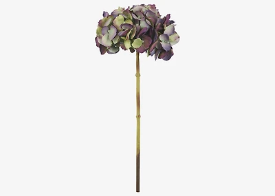Gretel Hydrangea Stem Purple