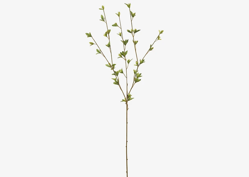 Creek Spring Leaf Branch