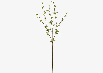 Creek Spring Leaf Branch