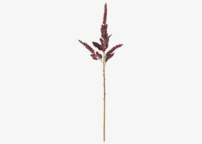 Rumex Stem Red