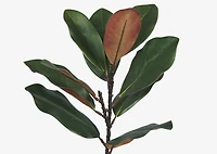 Aster Magnolia Branch Green/Brown