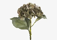 Adell Hydrangea Antique