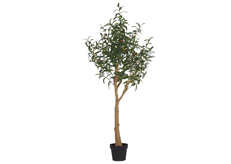 Tristin Olive Tree Potted Large