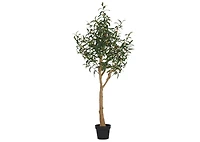 Tristin Olive Tree Potted Large