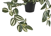 Zebrina Plant Potted