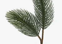 Konos Jumbo Pine Branch