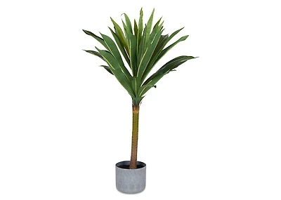 Tate Dracaena Tree Potted