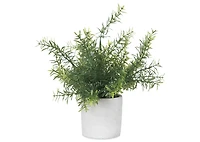 Perry Rosemary Plant Potted