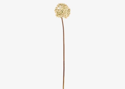 Ruth Allium Stem Ivory