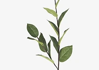 Ada Apple Leaf Branch