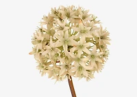 Ruth Allium Stem Ivory